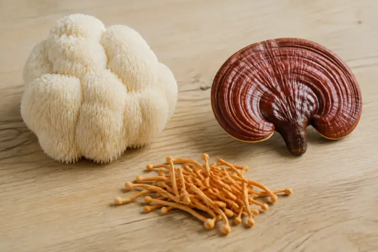 Lion’s Mane, reishi, cordyceps — illustration originale