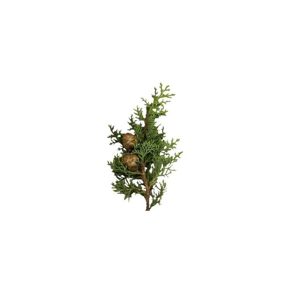 NaturEsoin Huile Essentielle de Cyprès – 10 ml